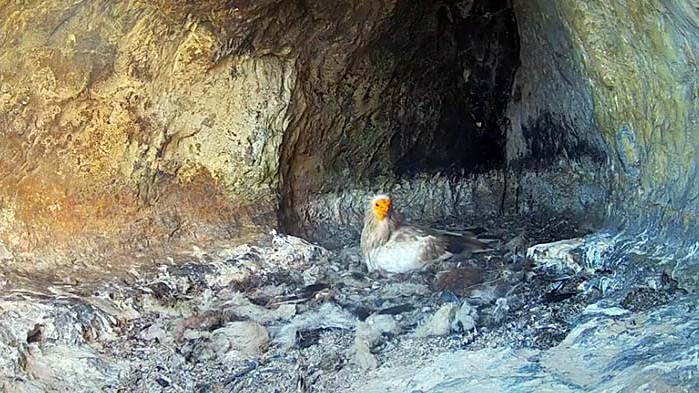 Излюпи се бебе египетски лешояд в дивото гнездо с онлайн камера в Провадия