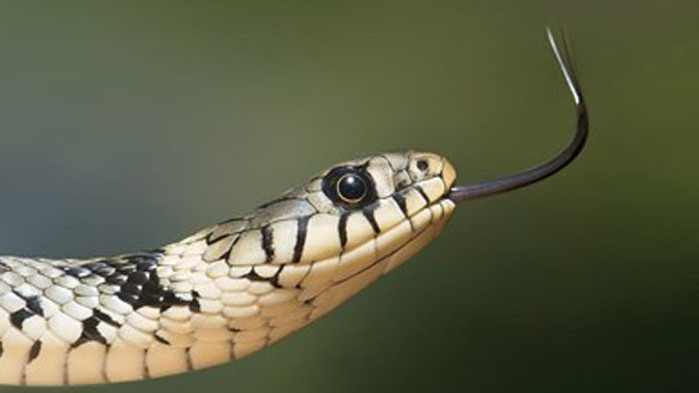 Учени създадоха уникална противоотрова срещу ухапвания от змии