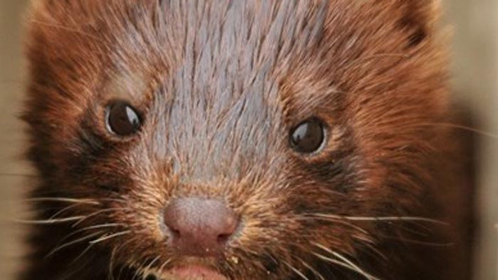 Първи случай в САЩ на заразяване на дива норка с COVID-19
