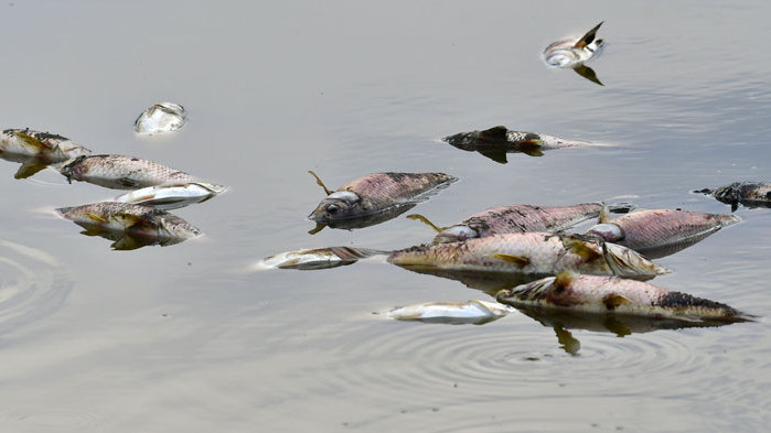 Засушаването мори риба във водоеми в Разградско