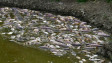 Засушаването мори риба във водоеми в Разградско