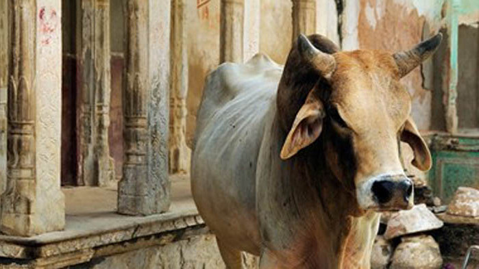 Властите в Индия с национален тест за познанията за кравите