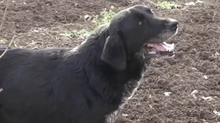 1000 лева глоба на обвиняем за смъртта на куче