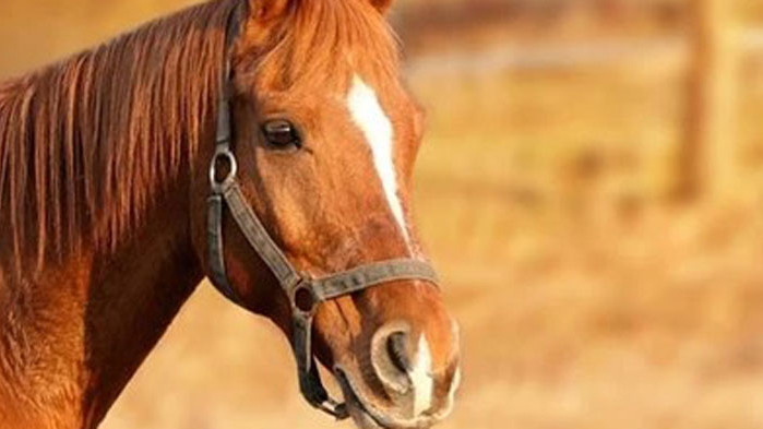 Безразборна стрелба срещу състезателни коне във ферма в Русенско