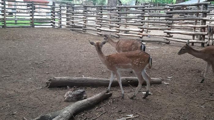 Броят на бебетата в Зоопарка във Варна се увеличи с две еленчета от вида Лоатар