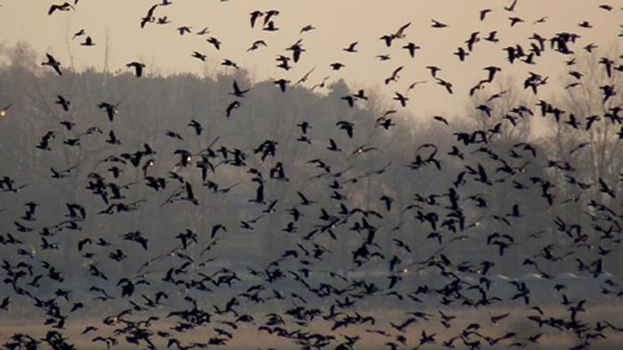 За 45-та поредна година броим зимуващите водолюбиви птици в България