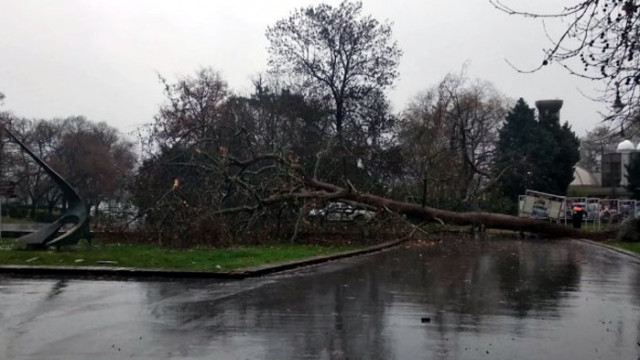 Вятърът събори голямо дърво в Морската градина на Варна