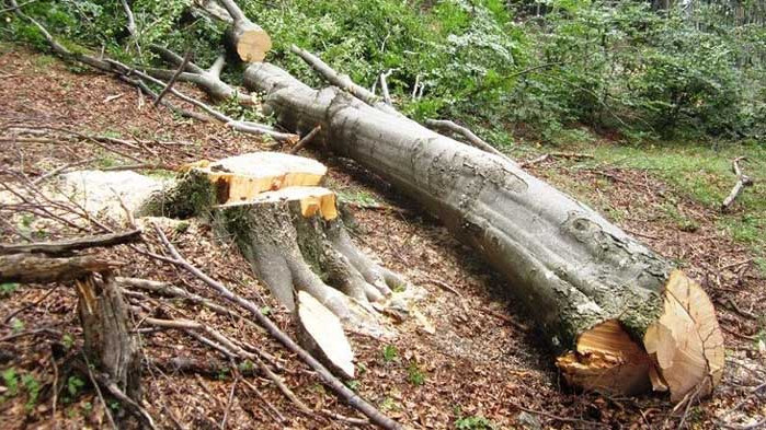Задържаха 10 куб. м. незаконна дървесина в частен имот в с. Мърчево, обл. Монтана