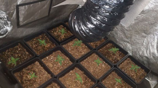 27-годишен спипан с домашна оранжерия за марихуана във варненско село