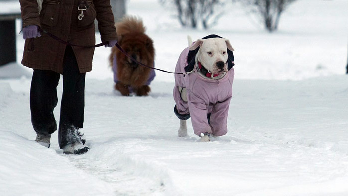 Кучетата са по-застрашени през зимата