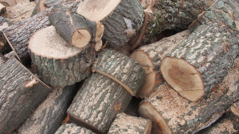 Горски служители в Сливен задържаха товарен автомобил с незаконна дървесина