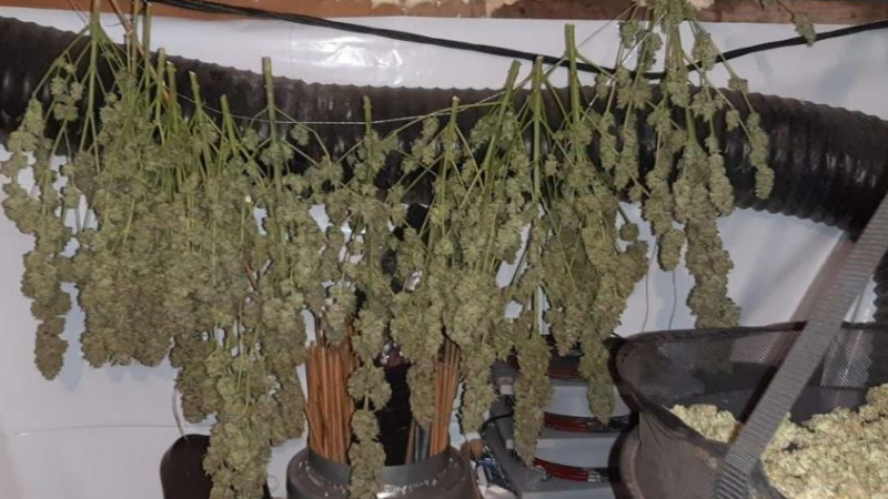 При спецакция полицията разкри оранжерия за марихуана на Траката във Варна