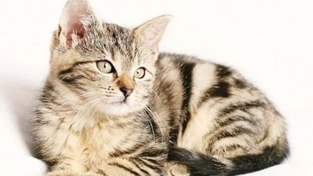 Учени разработват ваксина срещу алергии към котки
