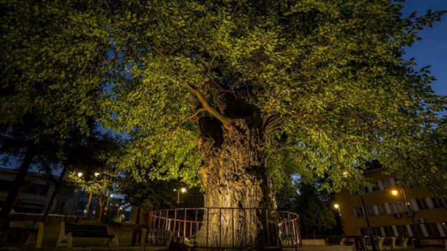 450-годишна черница стана "Дърво с корен" за 2020 г.