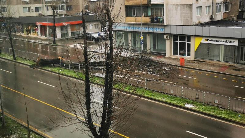 Падна дърво на бул. "Осми приморски полк" във Варна, трите ленти по трасето са непроходими