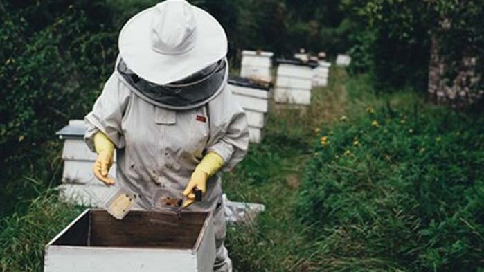 Пчелари: Браншът загива, искаме помощ