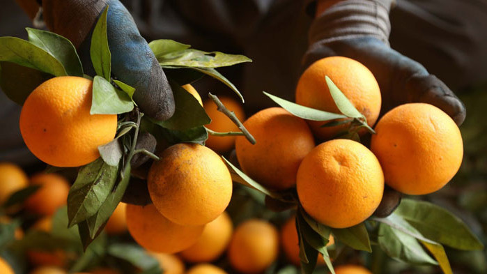 Печен портокал възстановява обонянието след COVID-19