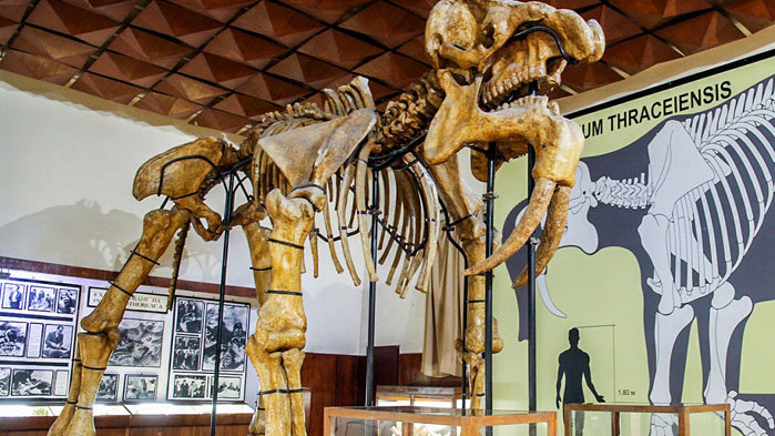 Палеонтологичният музей в Асеновград разказва за прародителите на днешните слонове