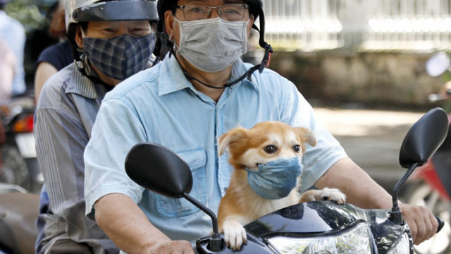 Тестват домашни котки и кучета за COVID-19