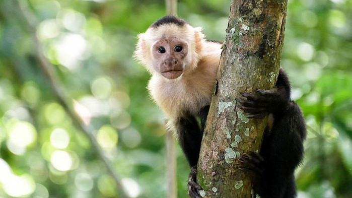 Маймуни подслушват "разговори" с цел извличане на полза