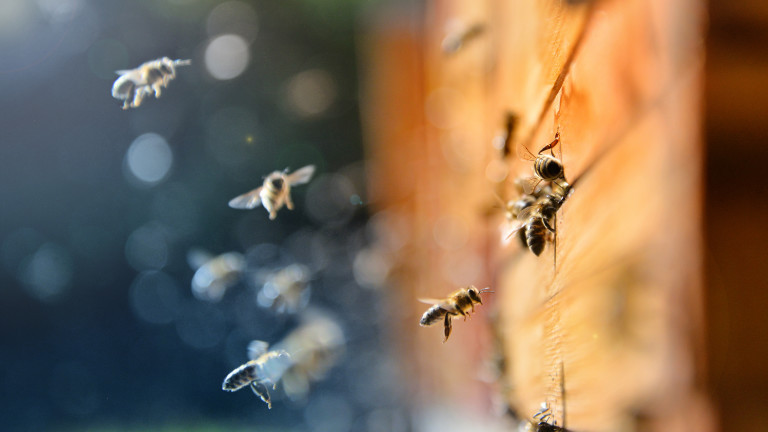 Невиждан мор по пчелите в Добричко