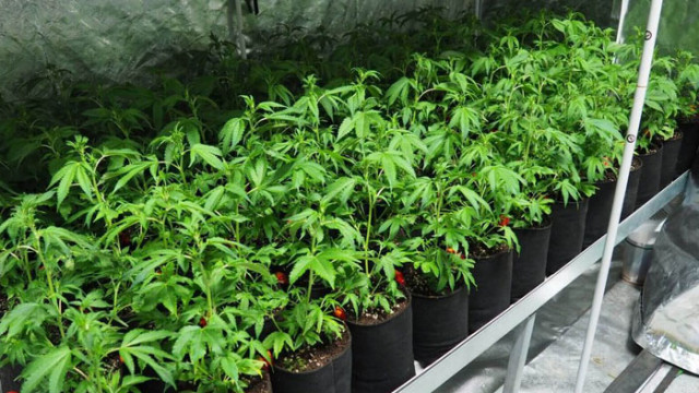 Районна прокуратура - Варна предаде на съд 55-годишен мъж за отглеждане на марихуана