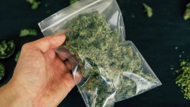 Съдят 55-годишен за отглеждане на марихуана
