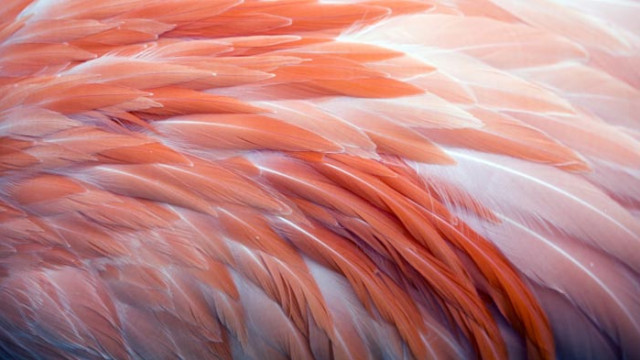 Тайната за розовите пера на фламингото
