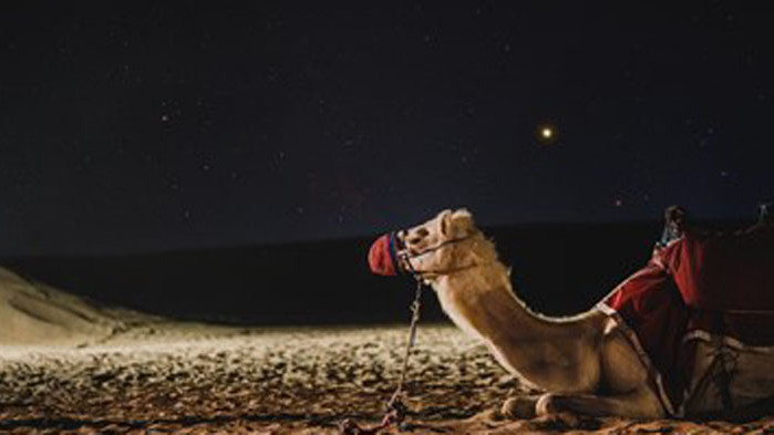 Мъж открадна камила, за да я подари на приятелката си