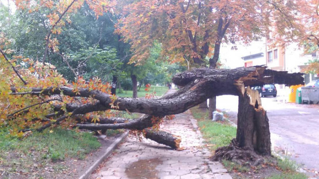 Дърво падна и потроши автомобил в жк "Чайка" във Варна