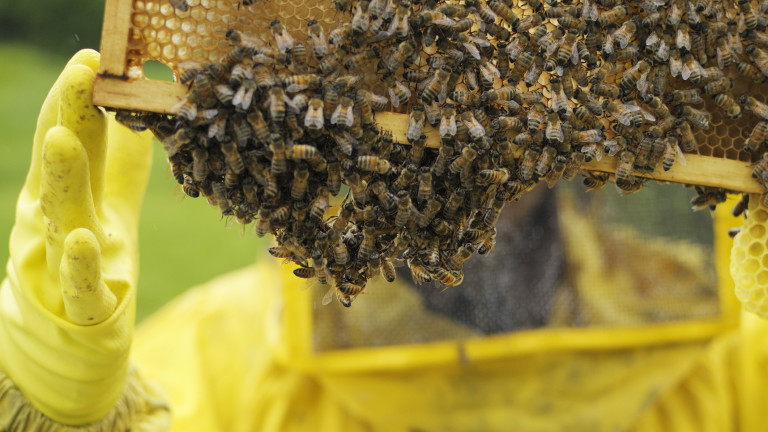 Започват проверки на пчелните семейства и регистрацията им