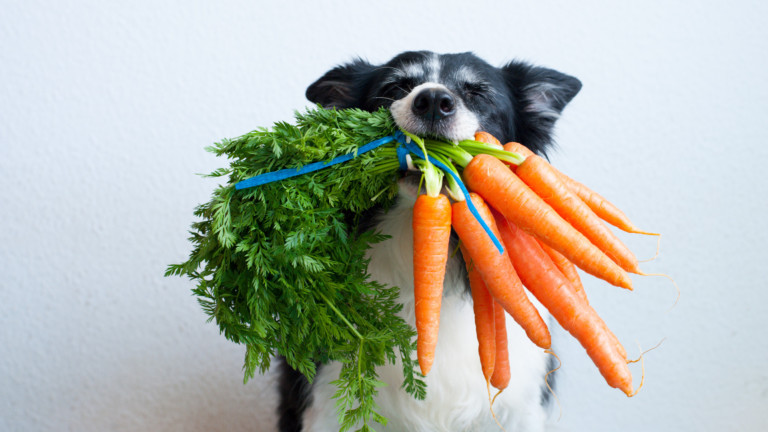 Кучетата, зеленчуците, ползите от тях и кои е безопасно да ядат