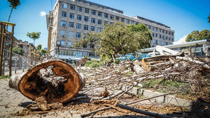 Дърво падна и блокира една от централните улици в Шумен.