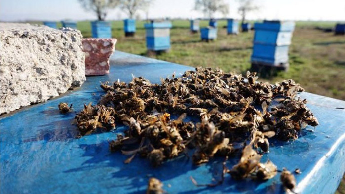 За масово измиране на пчели сигнализират стопаните в Бургаско. Агенцията