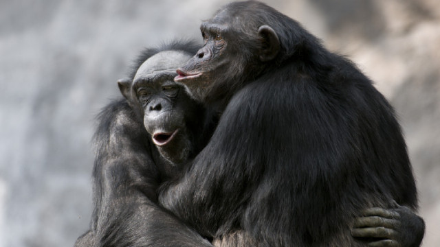 Шимпанзета в чешки зоологически градини общуват по Zoom