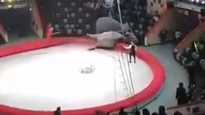 На представление на цирка в Казан слонове се сбиха по