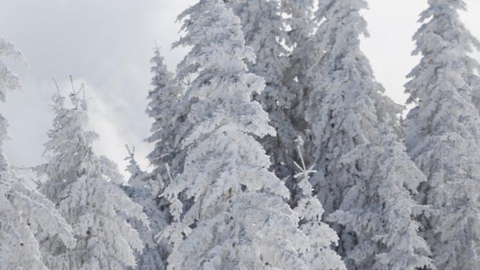 Обилен снеговалеж в природен парк Витоша, автобусите по линия 66