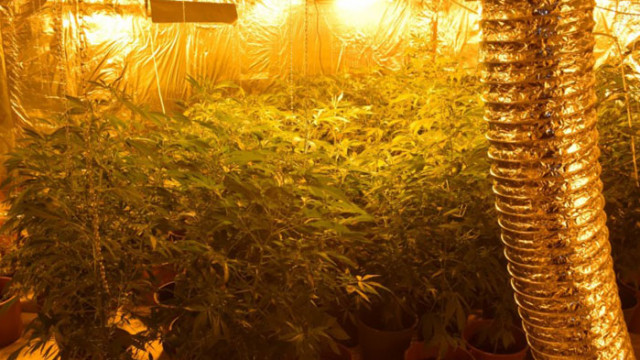 Разбиха оранжерия за отглеждане на канабис