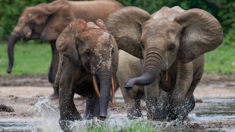Слоновете в Африка са застрашени от изчезване