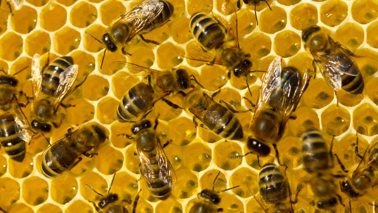 Над 50% е смъртността сред пчелите в цяла България