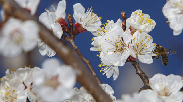 Днес ще бъде слънчево преди обяд в следобедните часове от
