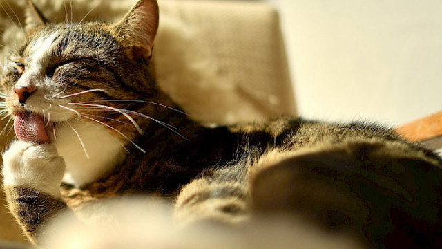 Създадоха коронавирусна ваксина специално за котки