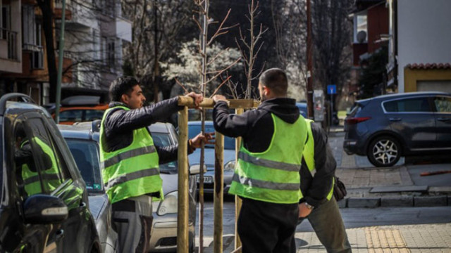 1700 фиданки ще бъдат засадени тази пролет покрай улици и булеварди в София