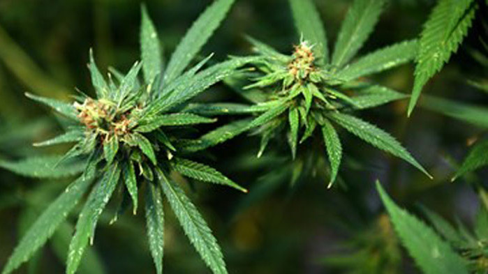 И щатът Вирджиния легализира марихуаната