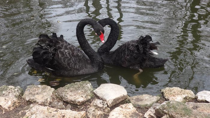 Зоокъта във Варна обявява конкурс за рисунка на черни лебеди.
