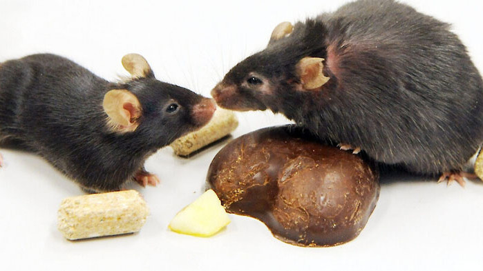 Мишките също спазват социална дистанция
