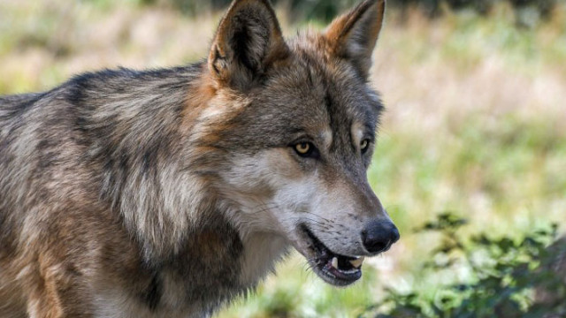 Жена е нападната от вълчица от парк „Кенана” в Хасково