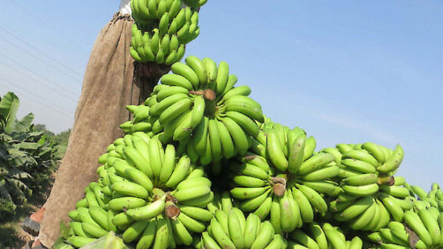 Човечеството може да остане без банани заради силно заразна гъба
