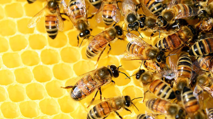 Учени ще предложат конкретни мерки за ограничаване на повишената смъртност при пчелните семейства