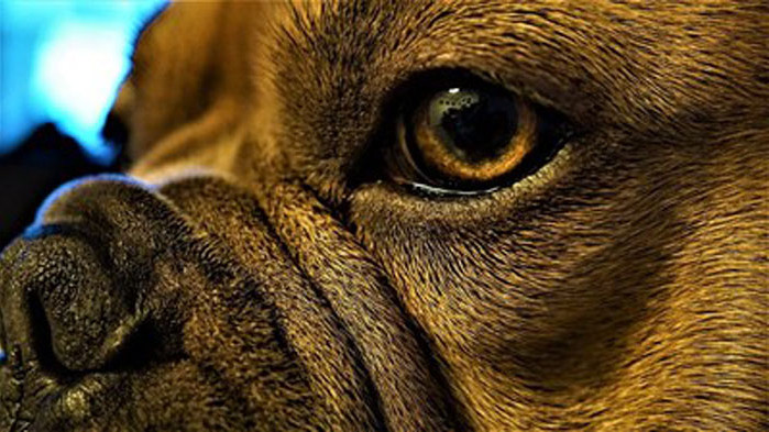 Кучетата с плоски муцуни - 2 пъти по-застрашени от топлинен удар